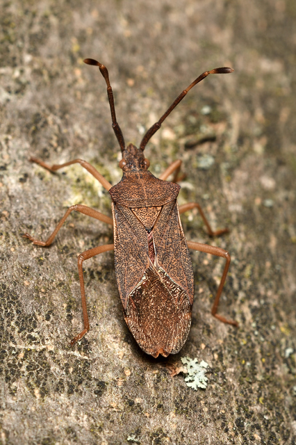 Gonocerus acuteangulatus - aranypetés karimáspoloska