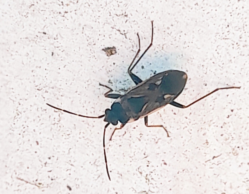 Rhyparochromus vulgaris - közönséges díszesbodobács