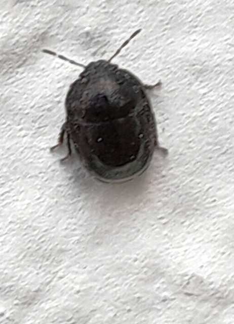 Thyreocoris