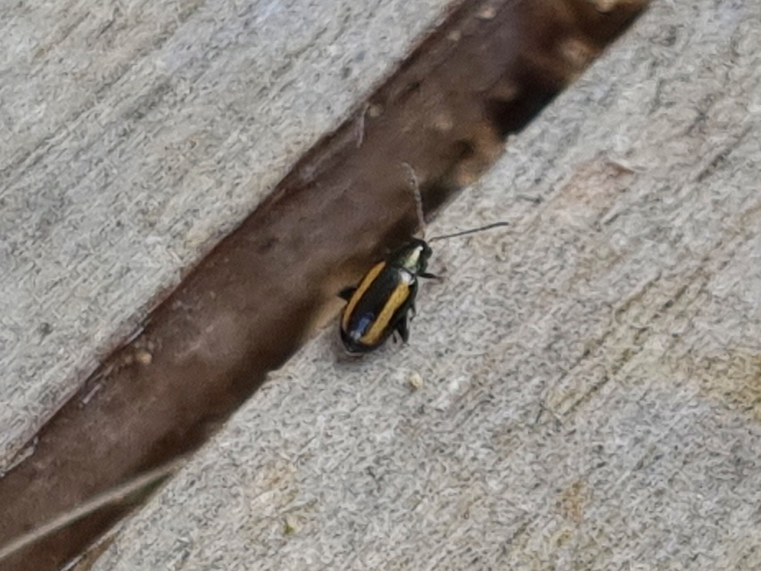 Phyllotreta vittula - muharbolha