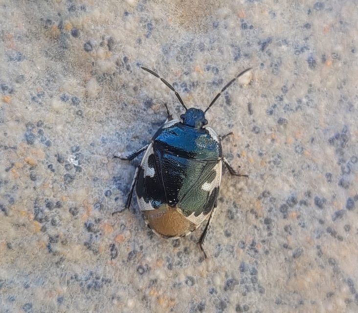 Tritomegas bicolor - foltos földipoloska