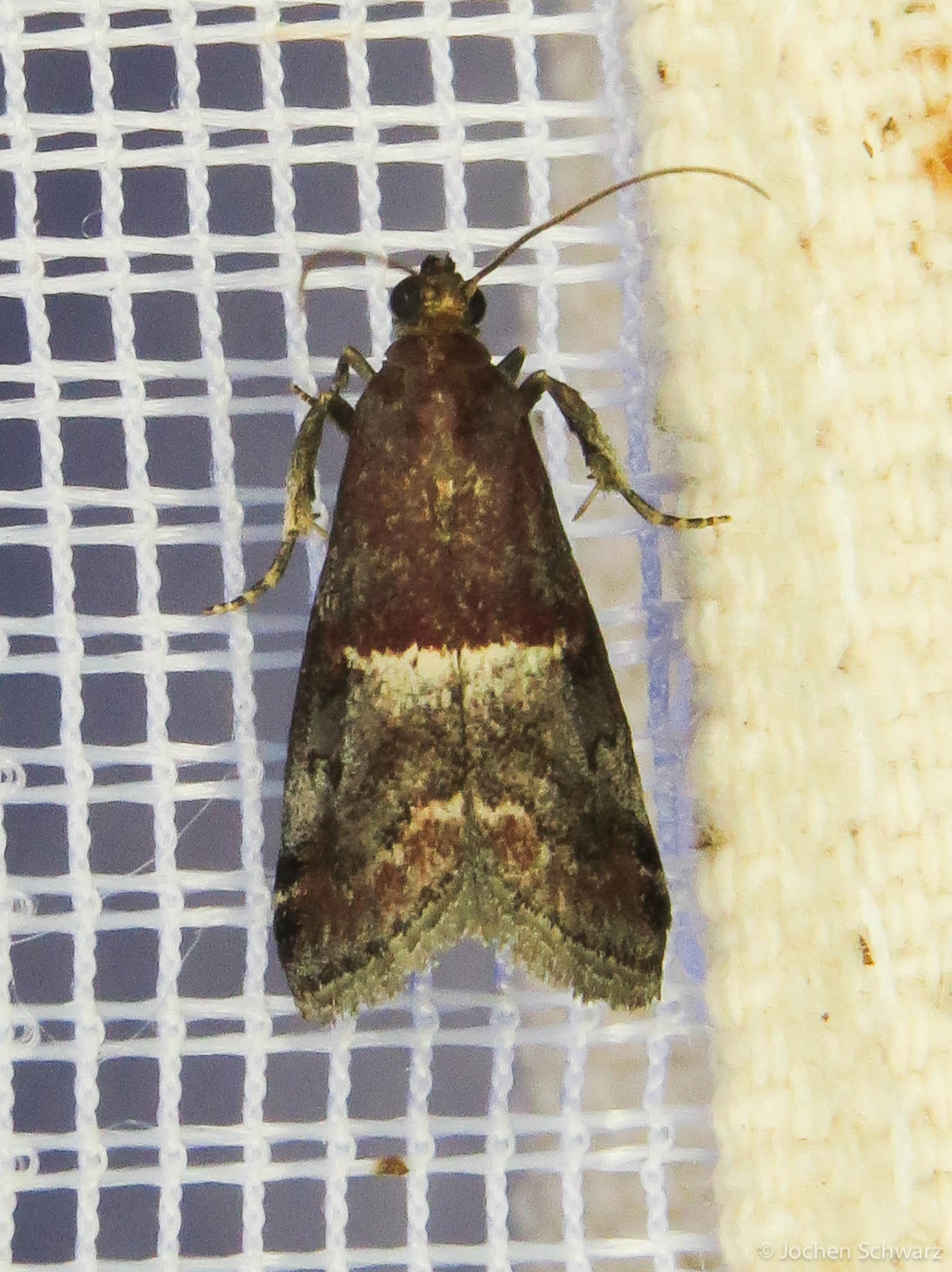 Acrobasis marmorea - márványos karcsúmoly