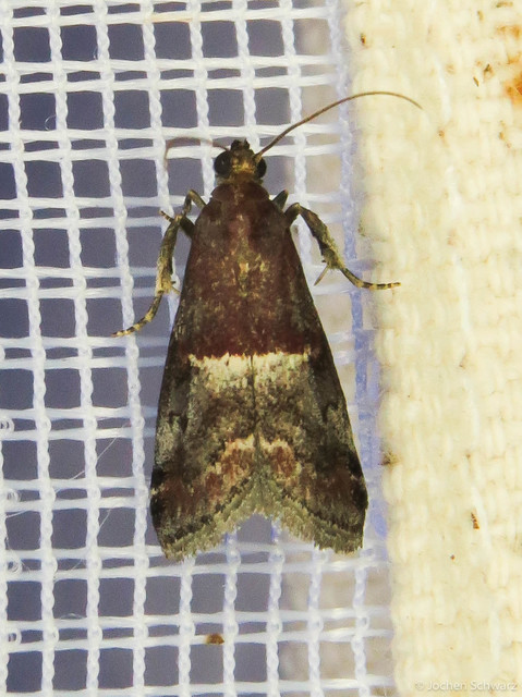 Acrobasis marmorea - márványos karcsúmoly