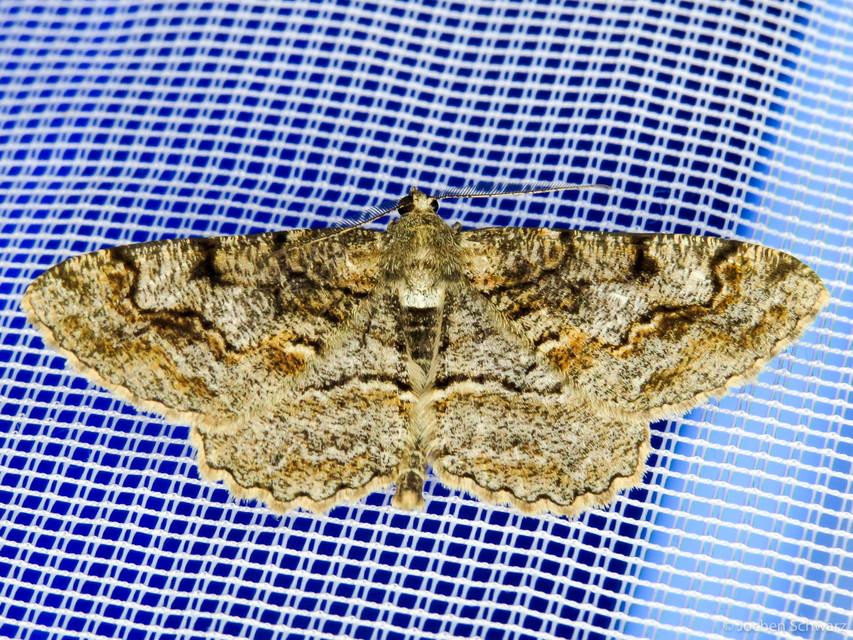 Alcis repandata - foltos faaraszoló Alcis repandata - foltos faaraszoló