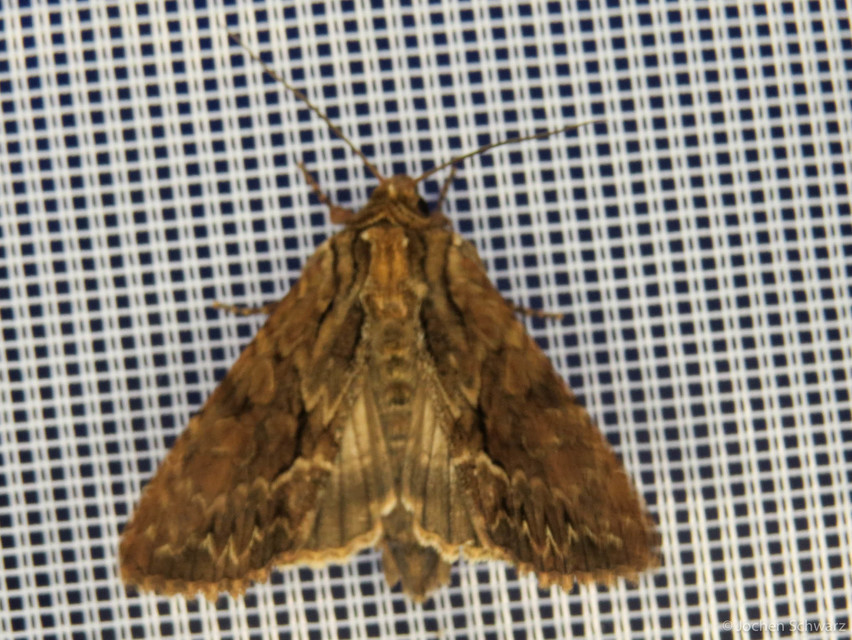 Apamea monoglypha - nagy dudvabagoly