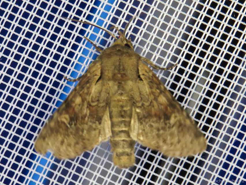 Apamea sordens - kalászrágó dudvabagoly Apamea sordens - kalászrágó dudvabagoly