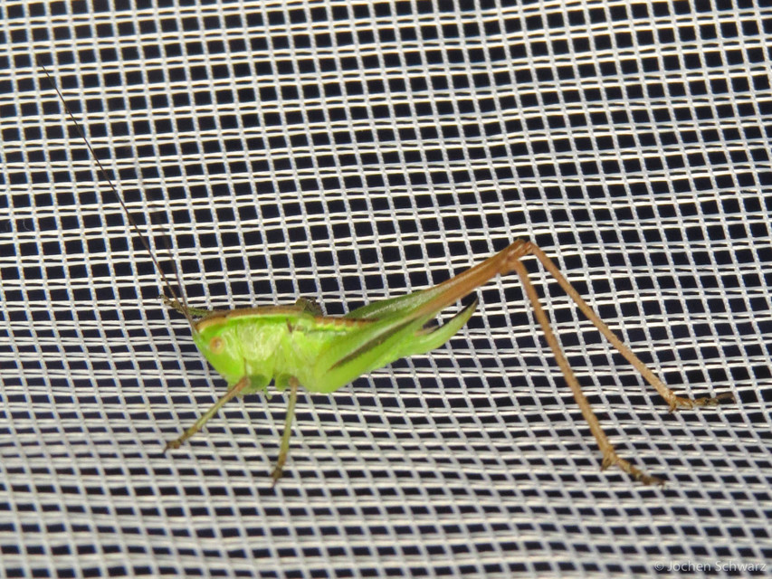Bicolorana bicolor - halványzöld rétiszöcske