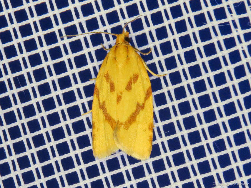 Clepsis pallidana - aranysárga sodrómoly