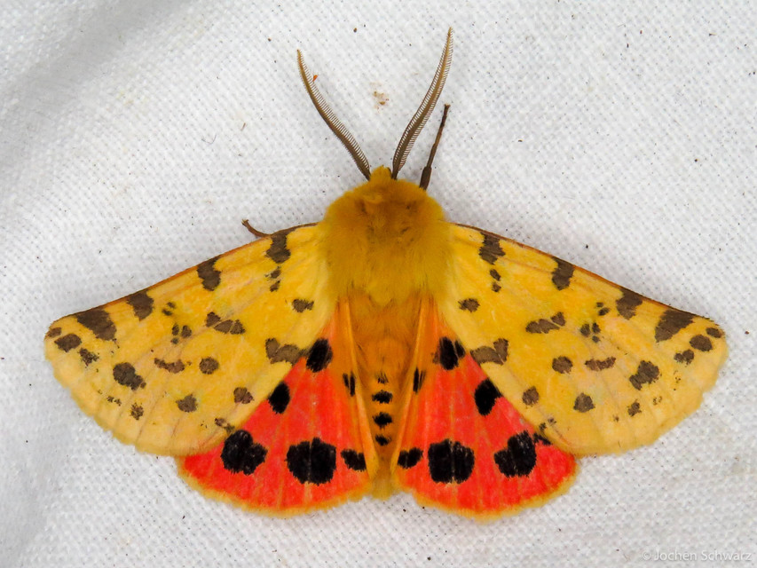 Rhyparia purpurata - bíborszínű medvelepke