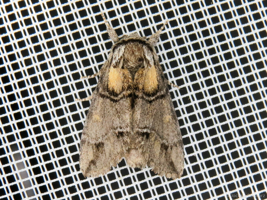 Drymonia velitaris - hegyi púposszövő