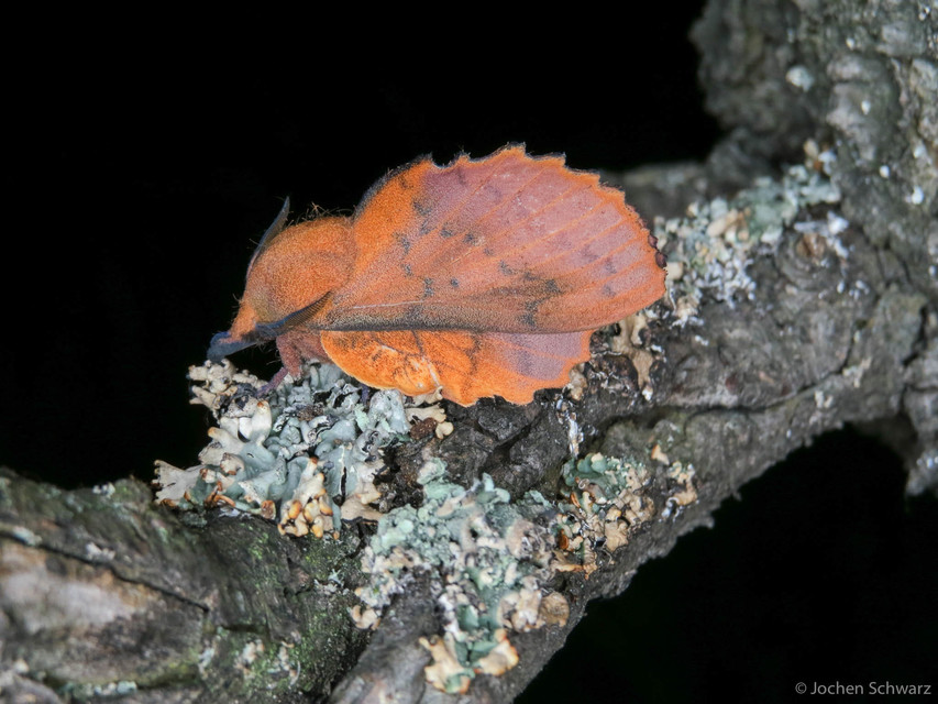 Gastropacha quercifolia - tölgylevélpohók