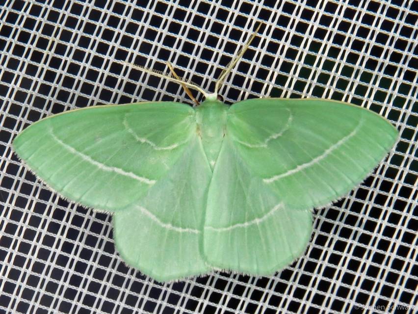 Hemistola chrysoprasaria - kékes zöldaraszoló
