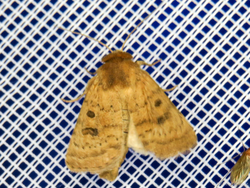 Hoplodrina octogenaria - barna selymesbagoly