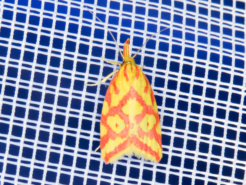 Hypercallia citrinalis - pirossávos díszmoly Hypercallia citrinalis - pirossávos díszmoly