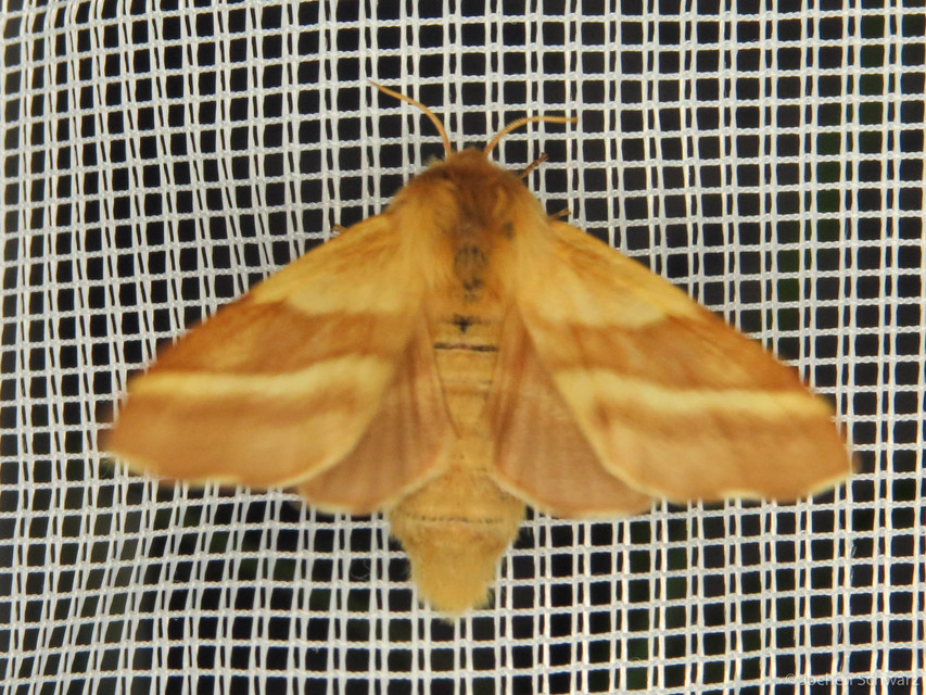 Malacosoma castrensis - kutyatejszövő