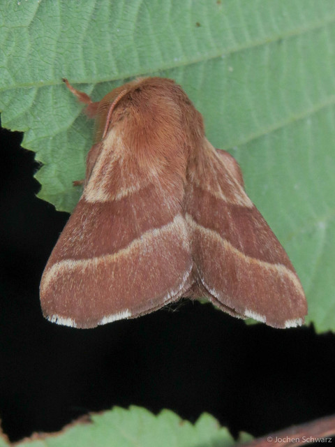 Malacosoma neustria - gyűrűsszövő