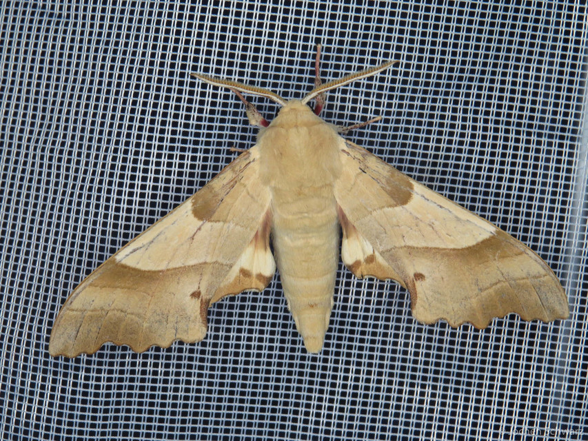 Marumba quercus - tölgyfaszender