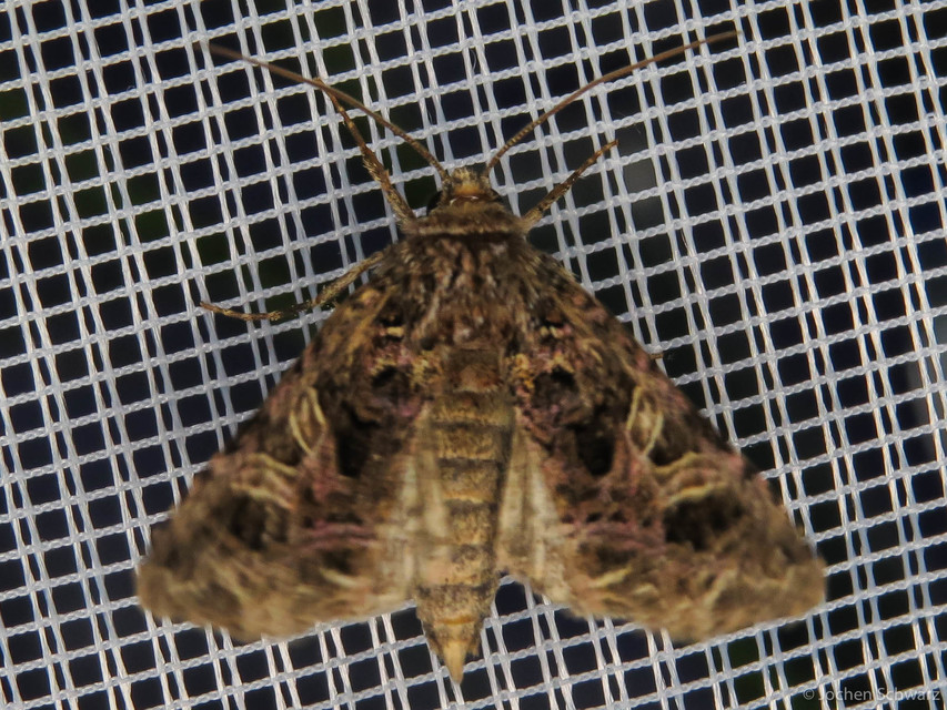 Sideridis rivularis - vörhenyes szegfűbagoly
