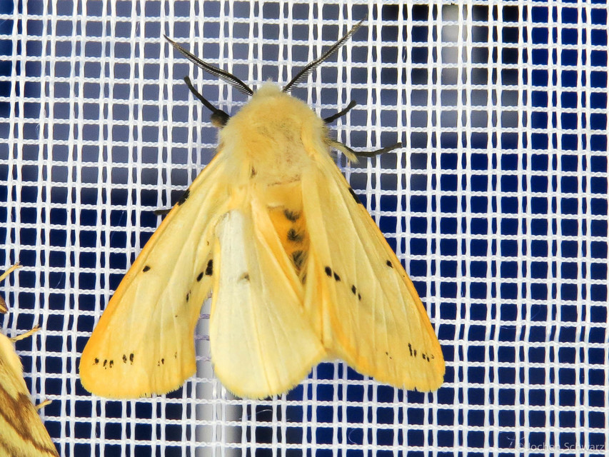 Spilarctia lutea - sárgás medvelepke