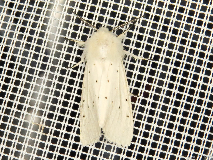 Hyphantria cunea - amerikai fehér medvelepke