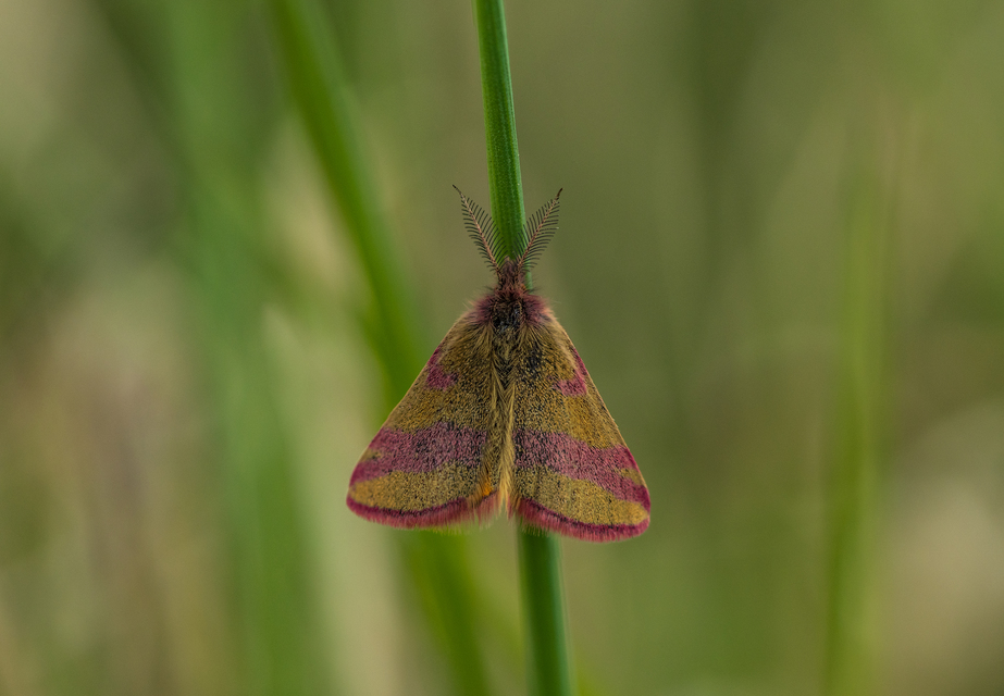 Lythria cruentaria - bíborcsíkos araszoló