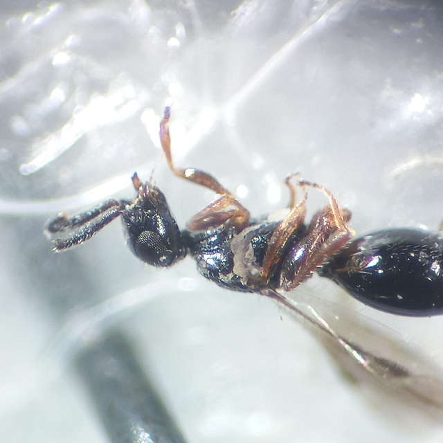 Conostigmus