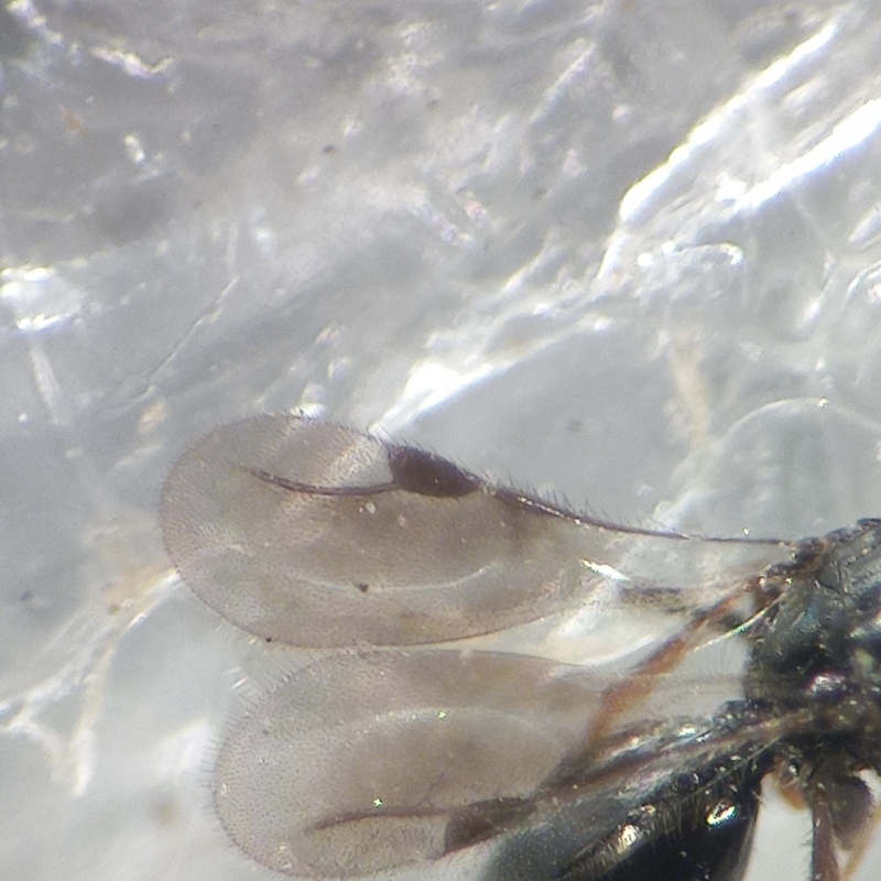 Conostigmus