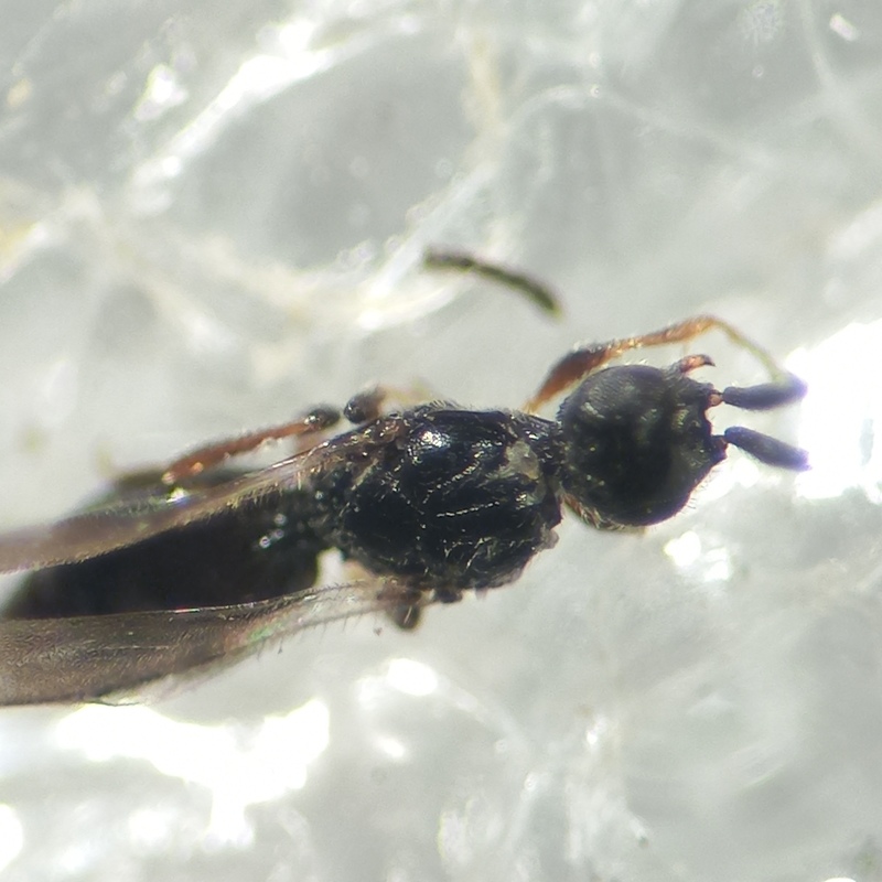 Conostigmus