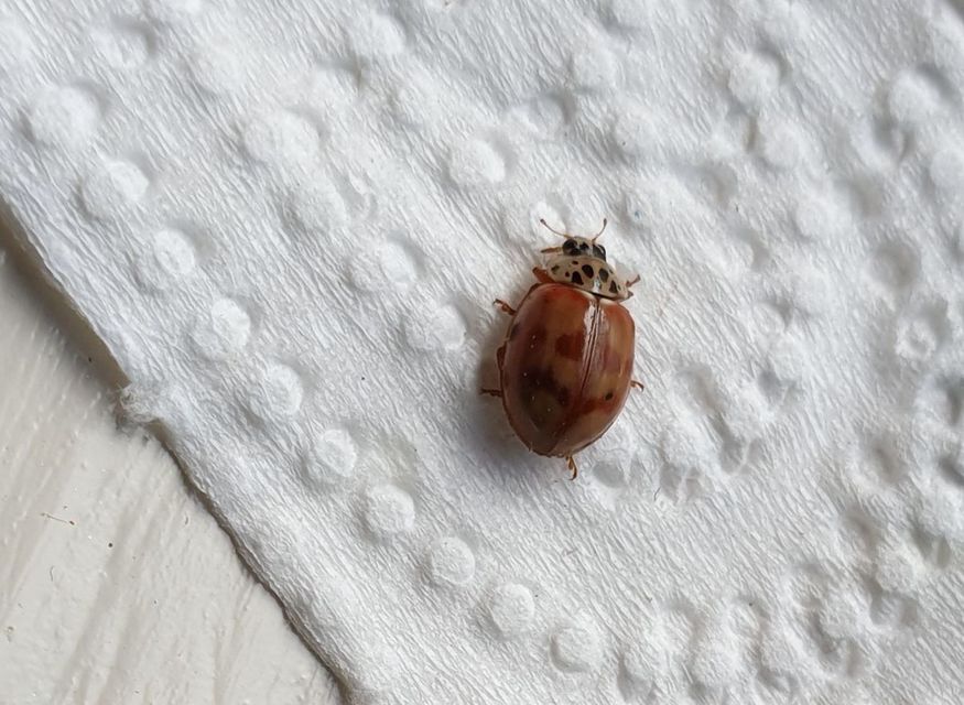 Harmonia quadripunctata - négypettyes katica