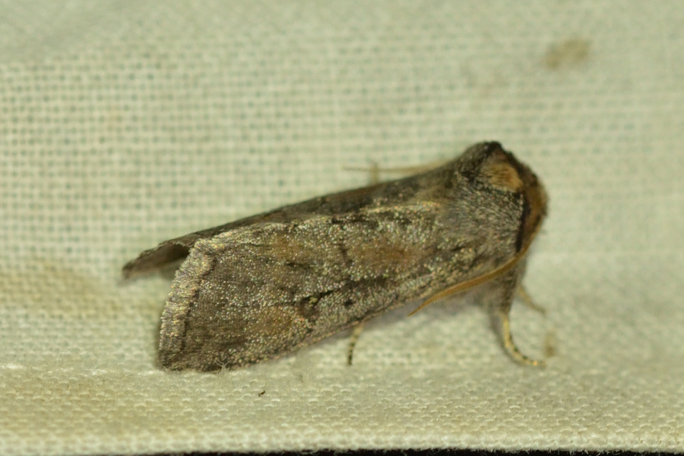 Asphalia ruficollis - vörösnyakú pihésszövő