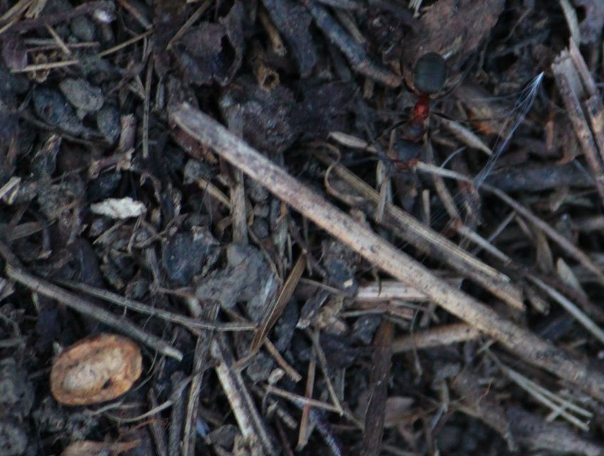 Formica pratensis - réti vöröshangya