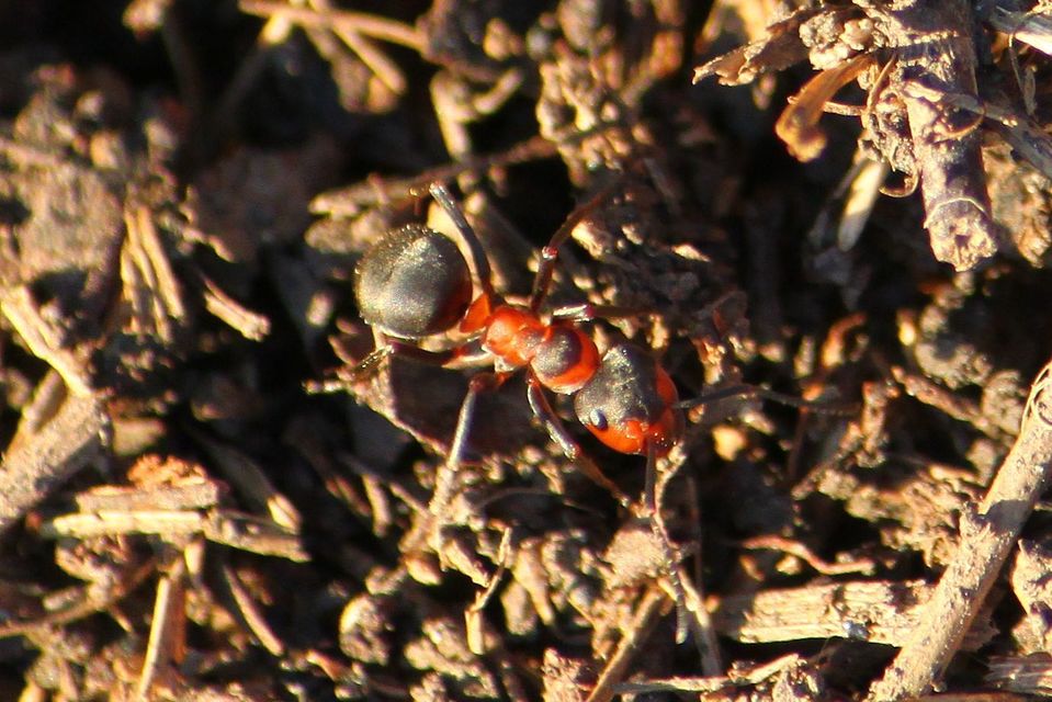 Formica pratensis - réti vöröshangya