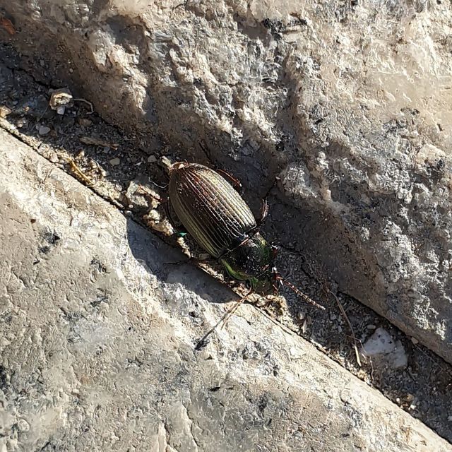 Harpalus distinguendus - mezei lomhafutó