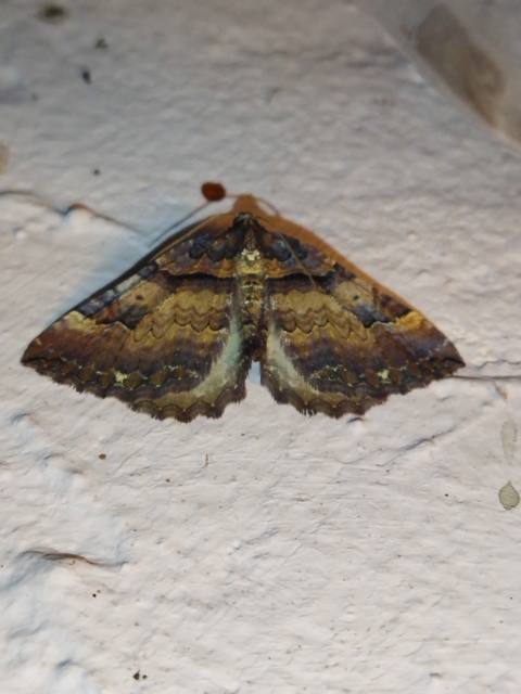 Earophila badiata - csipkerózsa-araszoló