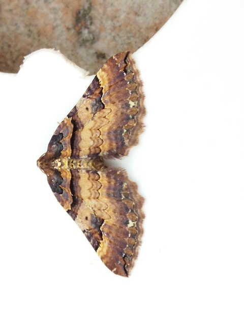 Earophila badiata - csipkerózsa-araszoló