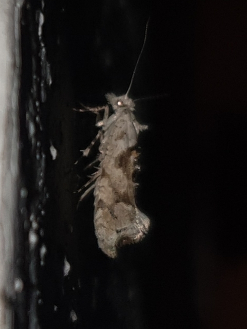 Ypsolopha asperella - levélfonó tarkamoly
