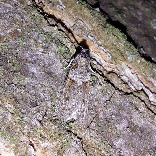 Tortricodes alternella - tavaszi sodrómoly