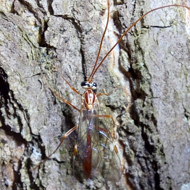 Ophion obscuratus