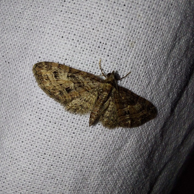 Eupithecia abbreviata - korai törpearaszoló