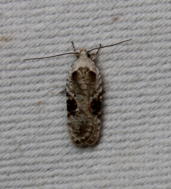 Agonopterix alstromeriana - bürök-laposmoly