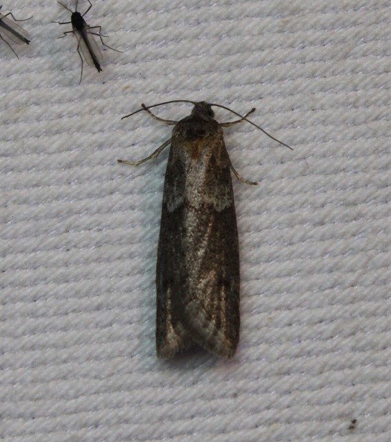 Tortricodes alternella - tavaszi sodrómoly