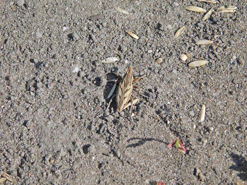 Coniocleonus nigrosuturatus - nyíljegyes barkó
