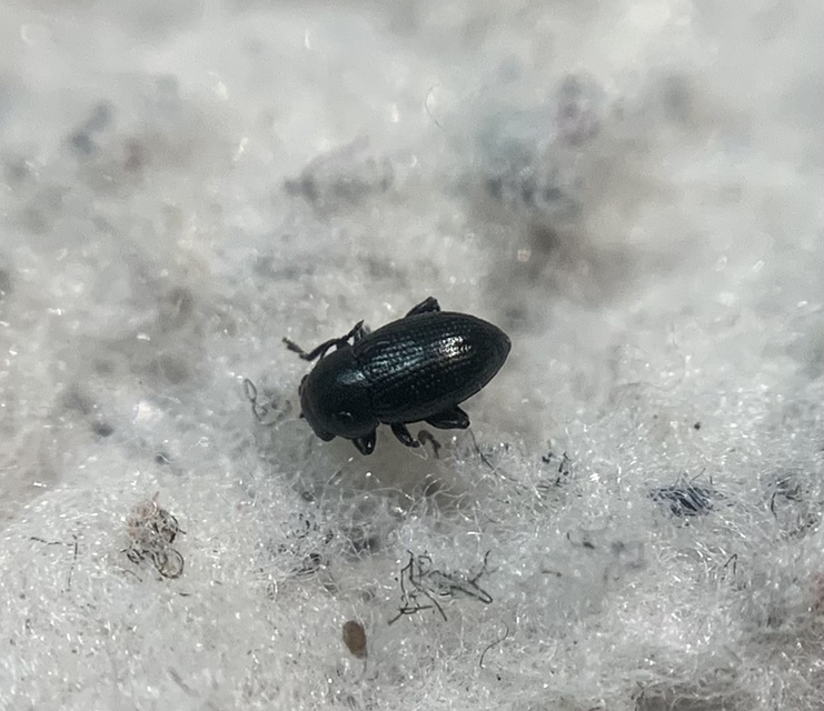 Chaetocnema compressa