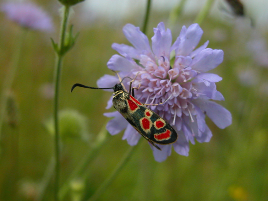 Zygaena carniolica - fehérgyűrűs csüngőlepke