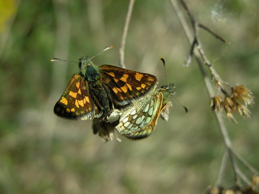 Carterocephalus palaemon - kockás busalepke