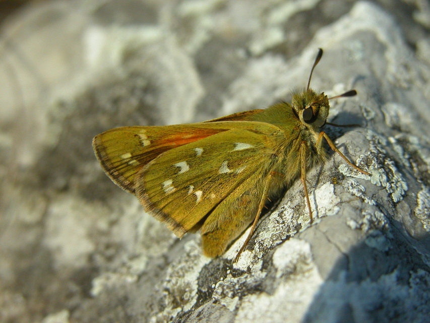 Hesperia comma - vesszős busalepke