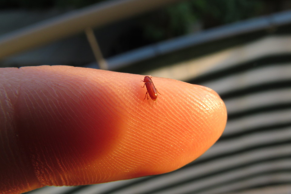 Corticeus