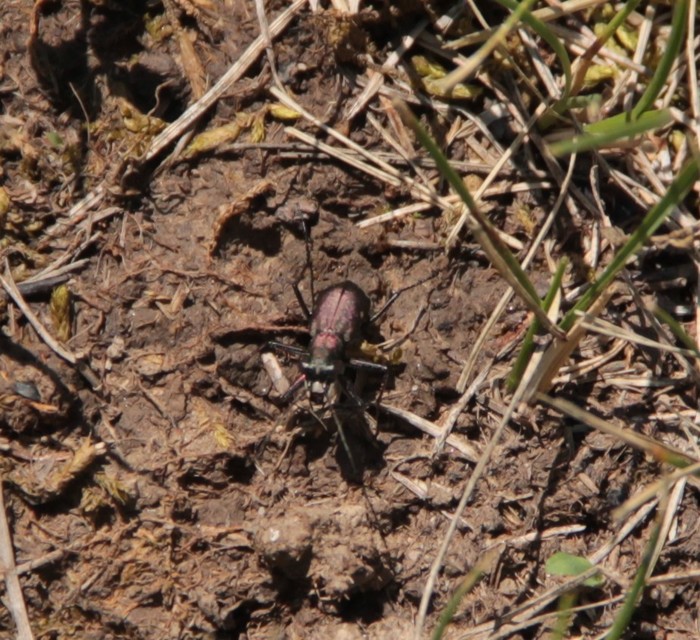 Cylindera germanica - parlagi homokfutrinka