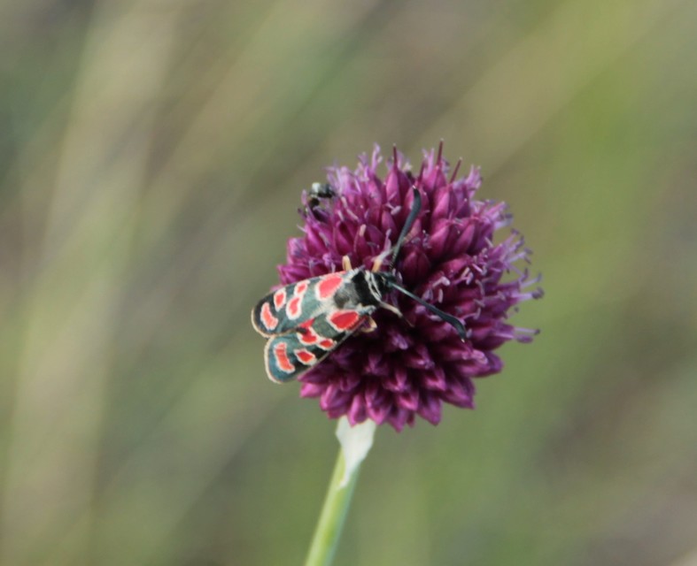 Zygaena carniolica - fehérgyűrűs csüngőlepke