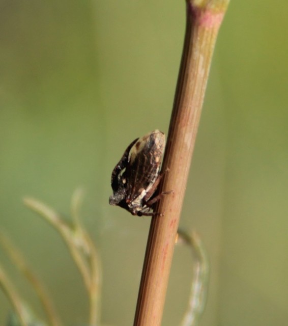 Stictocephala bisonia - bivalykabóca